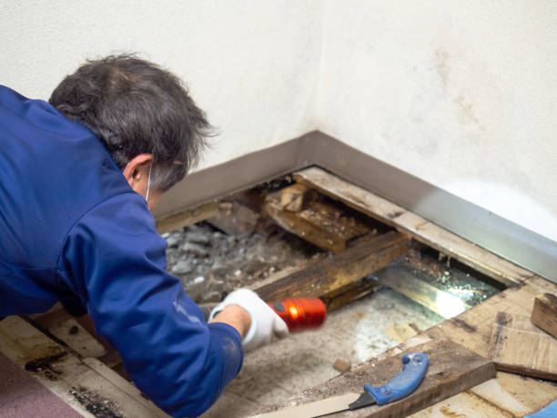 Best Crawl Space Mold Remediation in St Ignace, MI