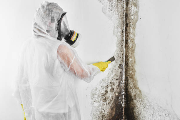 Best Localized Mold Remediation (e.g., coastal areas, humid climates) in St Ignace, MI