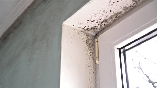 Best Attic Mold Remediation in St Ignace, MI