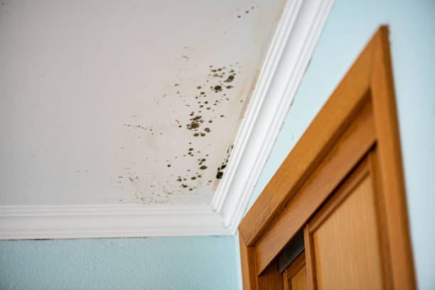 Best Kitchen Mold Remediation in St Ignace, MI