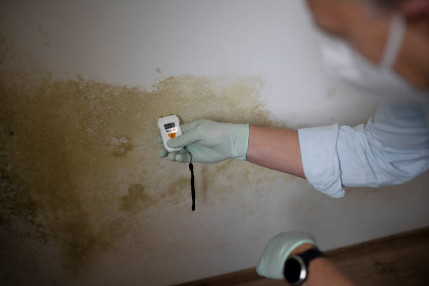 Best Mold Remediation for Specific Building Types in St Ignace, MI