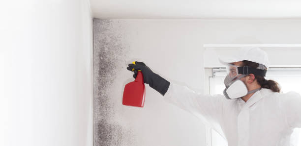 Best Basement Mold Remediation in St Ignace, MI