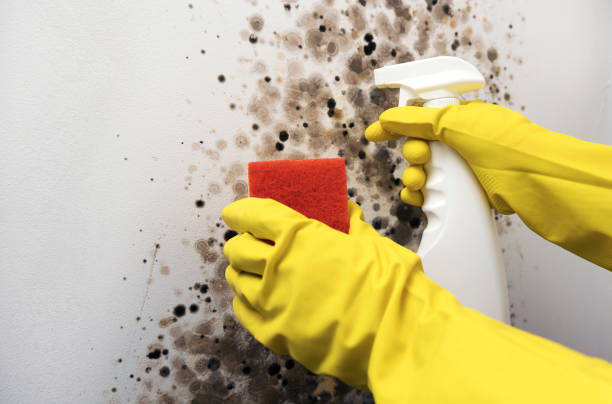 Best Residential Mold Remediation in St Ignace, MI