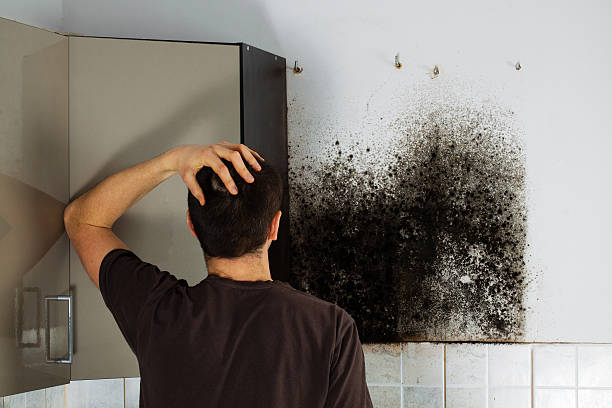 Best Localized Mold Remediation (e.g., coastal areas, humid climates) in St Ignace, MI