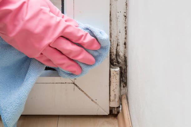 Best Bathroom Mold Remediation in St Ignace, MI
