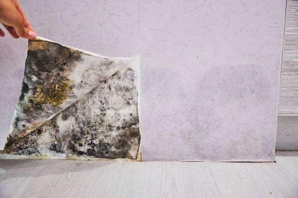 Best Black Mold Remediation in St Ignace, MI